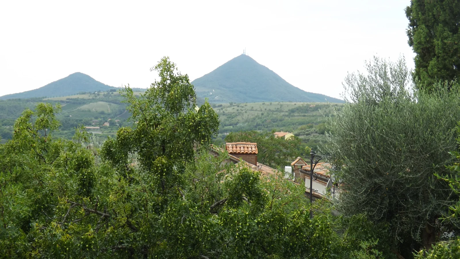 Il paesaggio dei Colli Euganei tra ulivi e pendii verdi